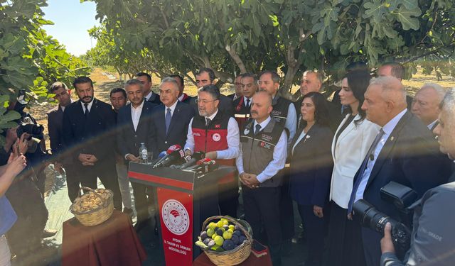 Bakan Yumaklı Aydın'da incir hasadına katıldı: İncirin önemine dikkat çekti