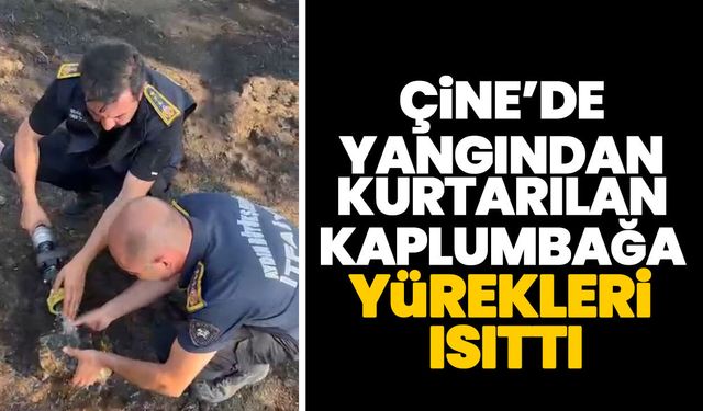 Çine’de yangından kurtarılan kaplumbağa yürekleri ısıttı