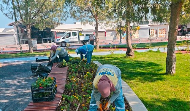 Didim Belediyesi üretiyor! Bitkiler yeşil alanlarda değerlendiriliyor
