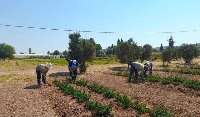 Didim Belediyesi’nden topraktan kente uzanan üretim