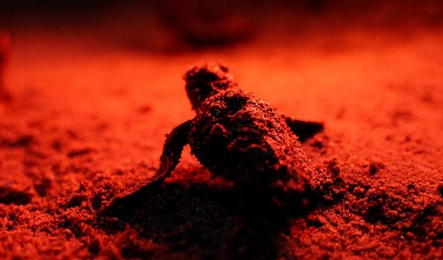 Didim’de caretta caretta yavruları denizle buluştu