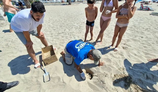 Kuşadası plajında sevindirici ihbar: Caretta caretta’lar son yuvalarını bırakıyor