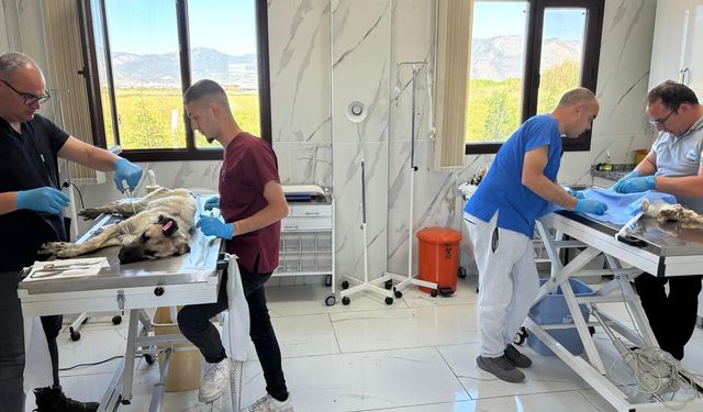 Söke Belediyesi’nden 500 patili dosta tedavi bakım hizmeti! Yeni tıbbi cihazlarla güvenli ve kontrollü operasyon imkanı