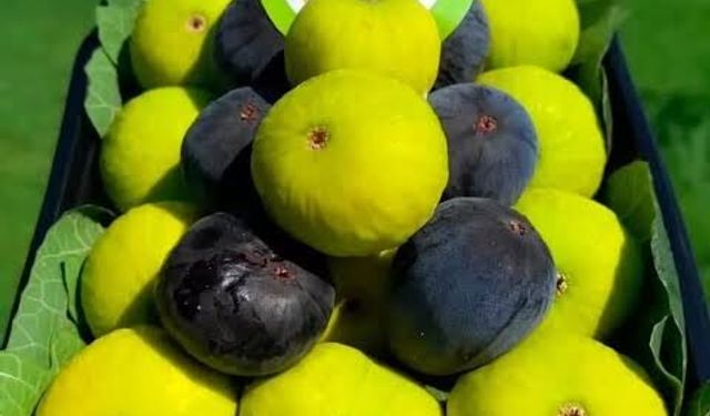 Söke’de bir ilk yaşanacak! Kuru incirde ilk alım töreni düzenlenecek