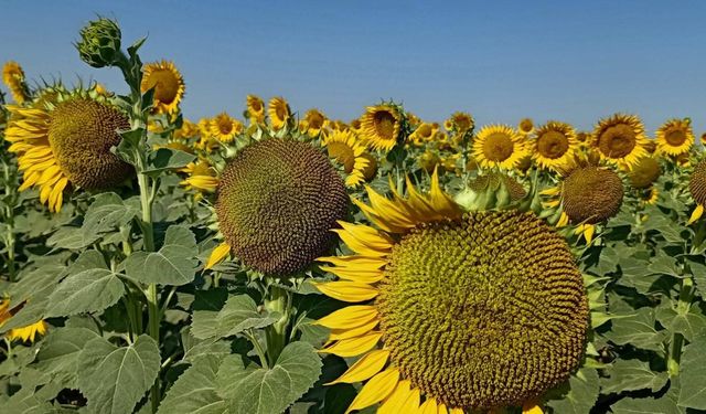 Söke’de pamuğa “elveda”! Ayçiçeği hasadı başladı