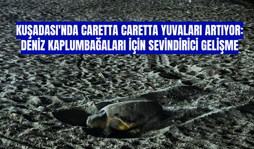 Kuşadası'nda Caretta Caretta Yuvaları Artıyor: Deniz Kaplumbağaları için Sevindirici Gelişme