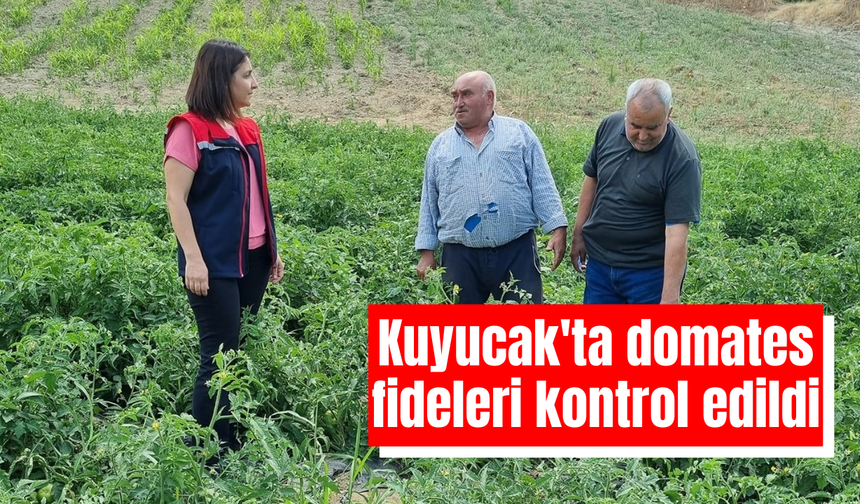 Kuyucak'ta domates fideleri kontrol edildi