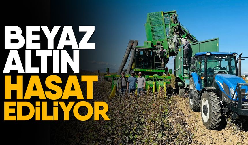 Beyaz altın hasat ediliyor