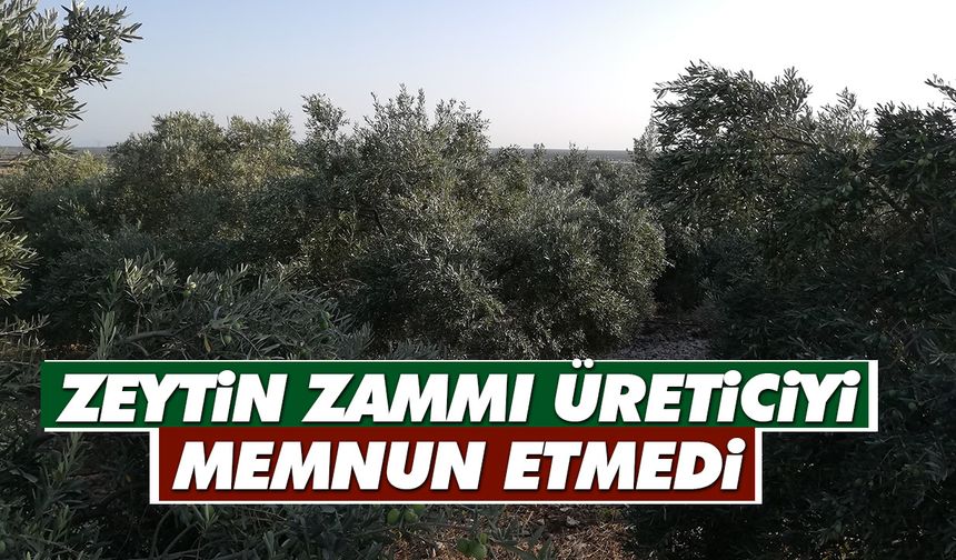 Zeytin zammı üreticiyi memnun etmedi