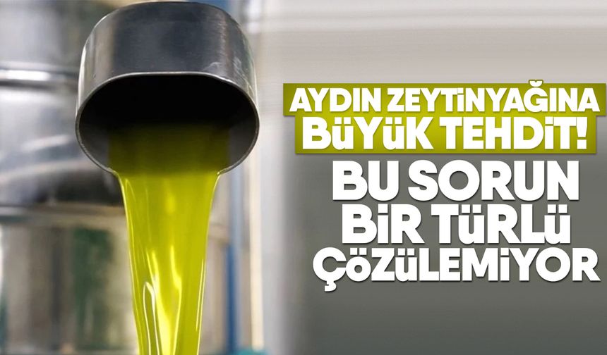 Aydın zeytinyağına büyük tehdit! Bu sorun bir türlü çözülemiyor