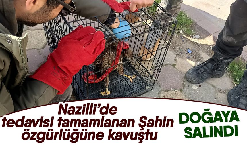 Nazilli’de tedavisi tamamlanan Şahin özgürlüğüne kavuştu! Doğaya salındı