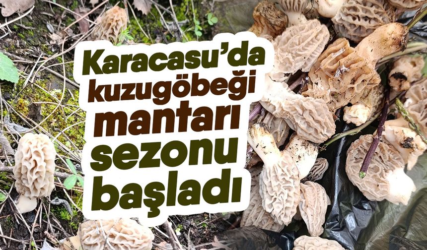 Karacasu’da kuzugöbeği mantarı sezonu başladı