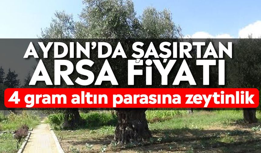 Aydın’da şaşırtan arsa fiyatı: 4 gram altın parasına zeytinlik