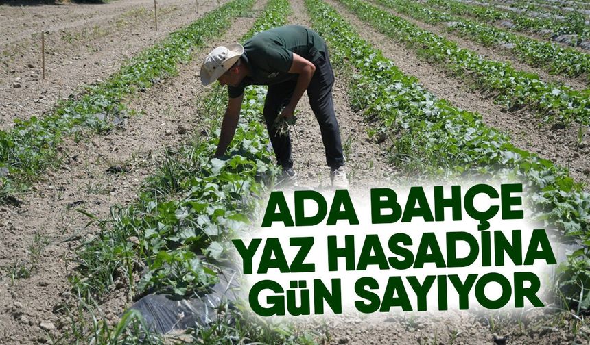 Ada Bahçe yaz hasadına gün sayıyor