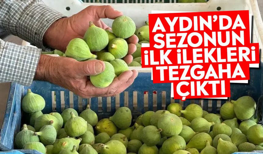 Aydın’da sezonun ilk ilekleri tezgaha çıktı