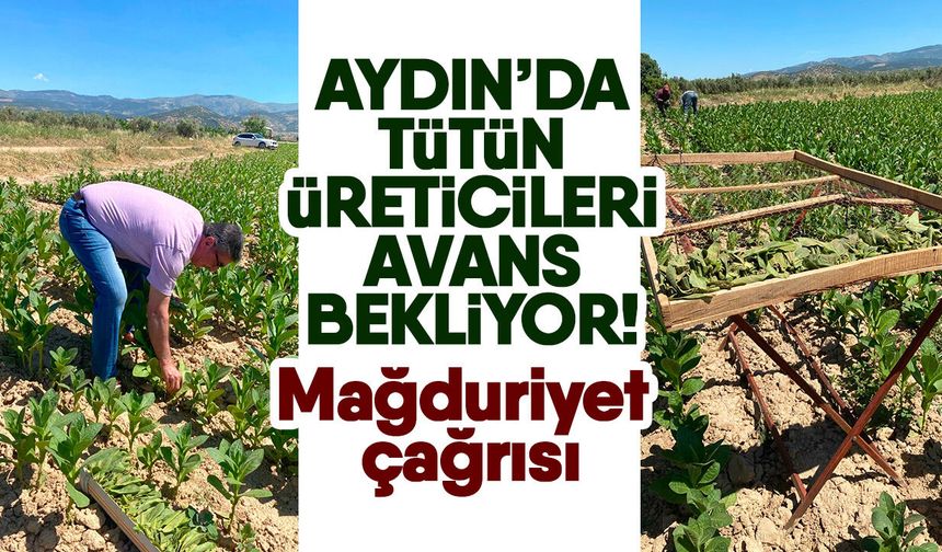 Aydın’da tütün üreticileri avans bekliyor! Mağduriyet çağrısı