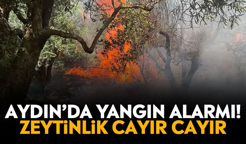 Aydın’da yangın alarmı! Zeytinlik cayır cayır