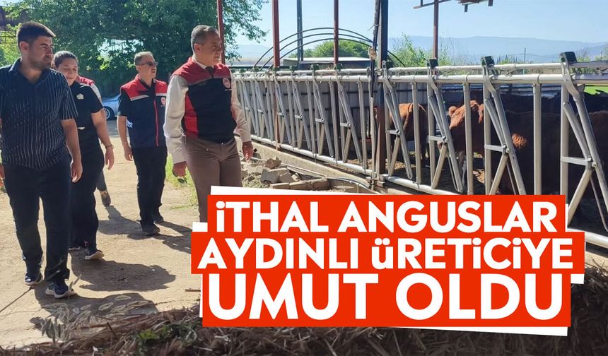 Aydın'daki üreticilere gebe düve hibeleri başladı