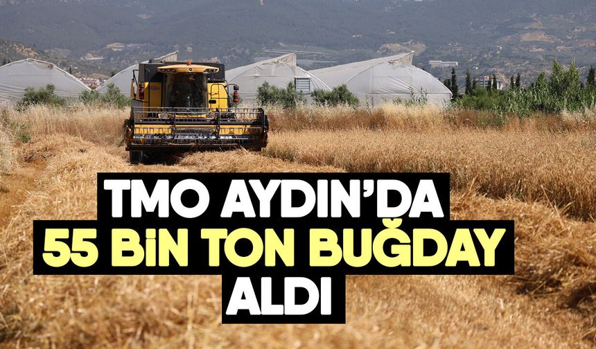 TMO Aydın’da 55 bin ton buğday aldı