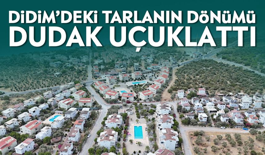 Didim’deki 2 dönüm tarlaya rekor bedel