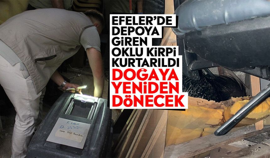 Efeler’de depoya giren oklu kirpi kurtarıldı: Doğaya yeniden dönecek