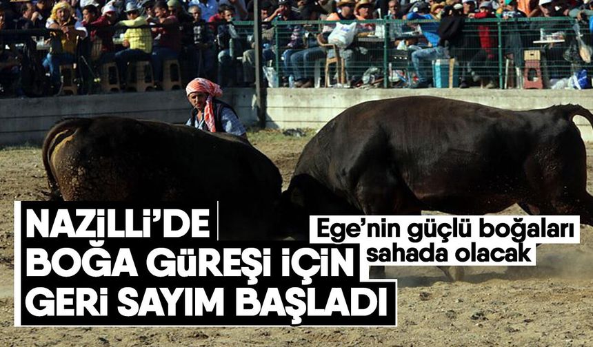 Nazilli’de Boğa Güreşi için geri sayım başladı
