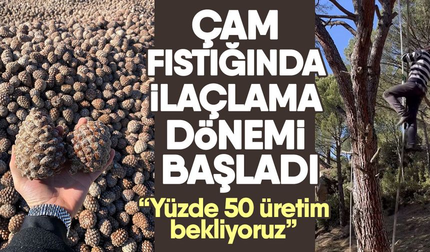 Çam fıstığında ilaçlama dönemi başladı