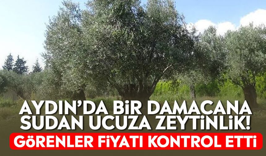 Aydın’da bir damacana sudan ucuza zeytinlik! Görenler fiyatı kontrol etti