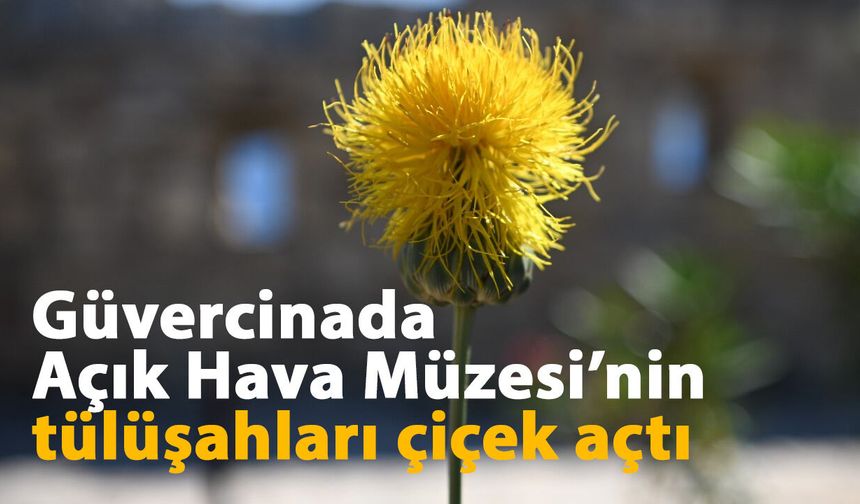 Güvercinada Açık Hava Müzesi’nin tülüşahları çiçek açtı