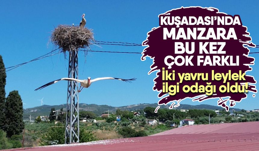 Kuşadası’nda manzara bu kez çok farklı: İki yavru leylek ilgi odağı oldu!