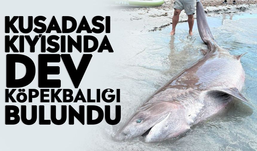 Kuşadası kıyısında dev köpekbalığı bulundu
