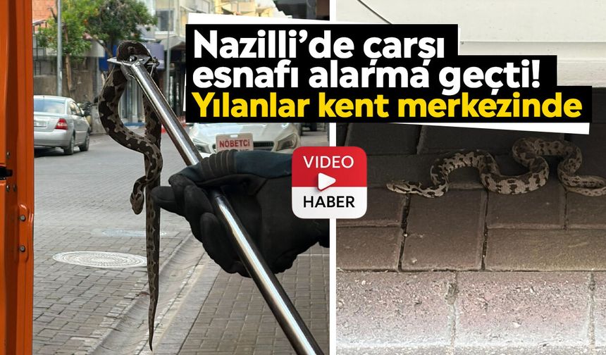 Nazilli’de çarşı esnafı alarma geçti! Yılanlar kent merkezinde