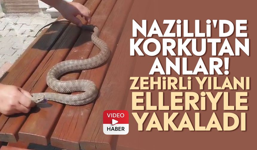 Nazilli'de korkutan anlar! Zehirli yılanı elleriyle yakaladı