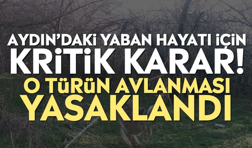 Aydın’daki yaban hayatı için kritik karar! O türün avlanması yasaklandı