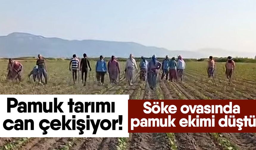 Pamuk tarımı can çekişiyor! Söke ovasında pamuk ekimi düştü