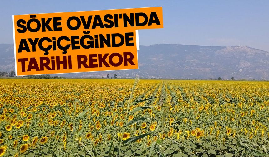 Söke Ovası'nda ayçiçeğinde tarihi rekor