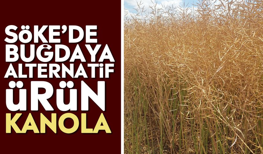 Söke’de buğdaya alternatif ürün kanola