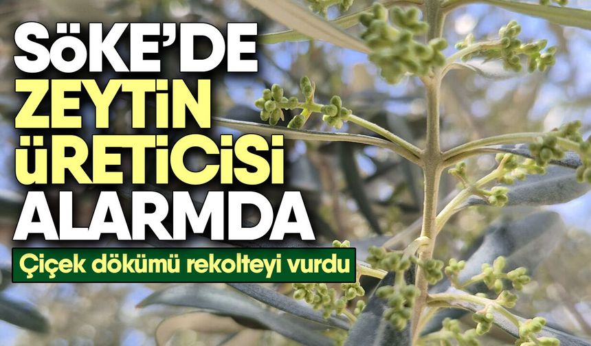 Söke’de zeytin üreticisi alarmda! Çiçek dökümü rekolteyi vurdu
