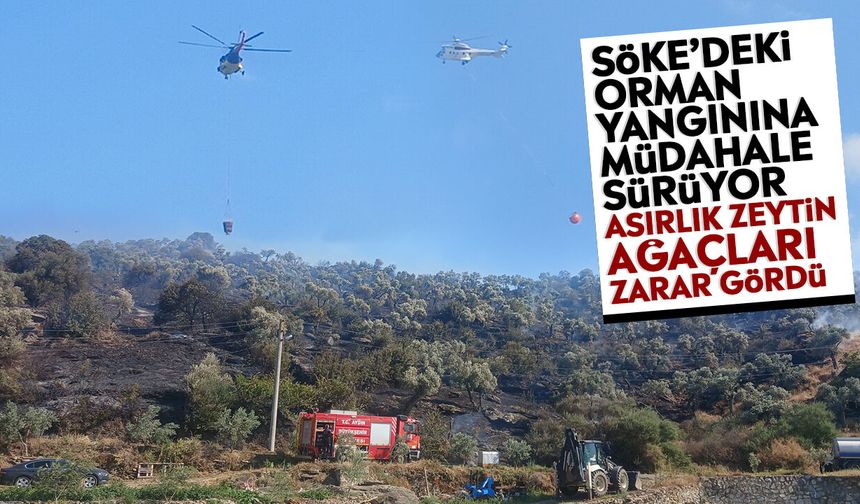 Söke’deki orman yangınına müdahale sürüyor: Asırlık zeytin ağaçları zarar gördü