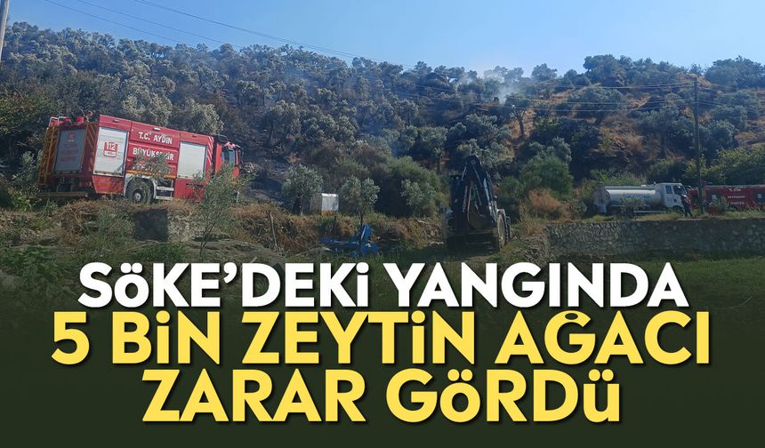 Söke’deki yangında 5 bin zeytin ağacı zarar gördü