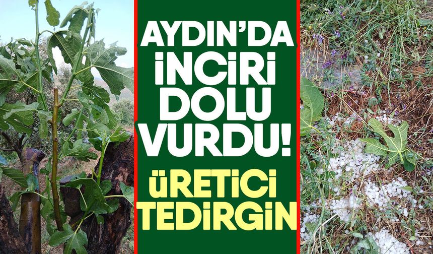 Aydın’da inciri dolu vurdu! Üretici tedirgin