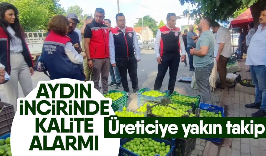 Aydın incirinde kalite alarmı! Üreticiye yakın takip