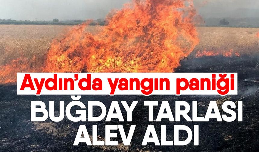 Aydın’da yangın paniği! Buğday tarlası alev aldı