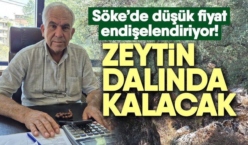 Söke’de düşük fiyat endişelendiriyor! Zeytin dalında kalacak