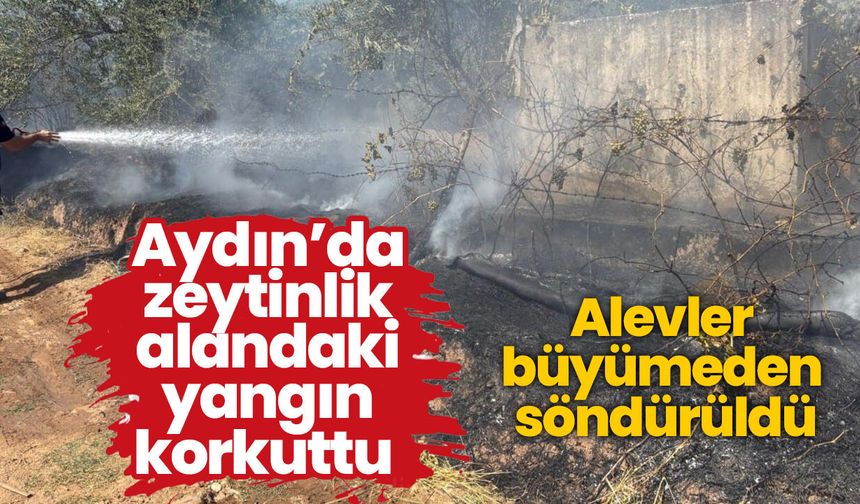 Aydın’da zeytinlik alandaki yangın korkuttu! Alevler büyümeden söndürüldü