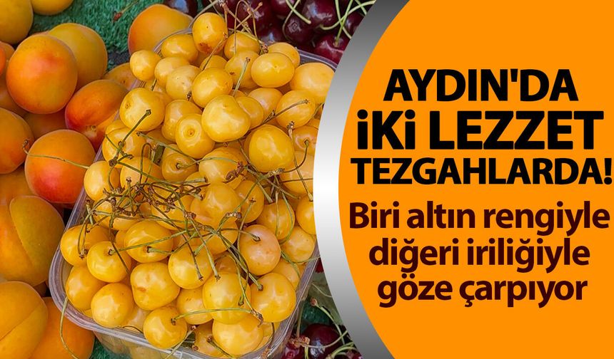 Aydın'da iki lezzet tezgahlarda! Biri altın rengiyle diğeri iriliğiyle göze çarpıyor