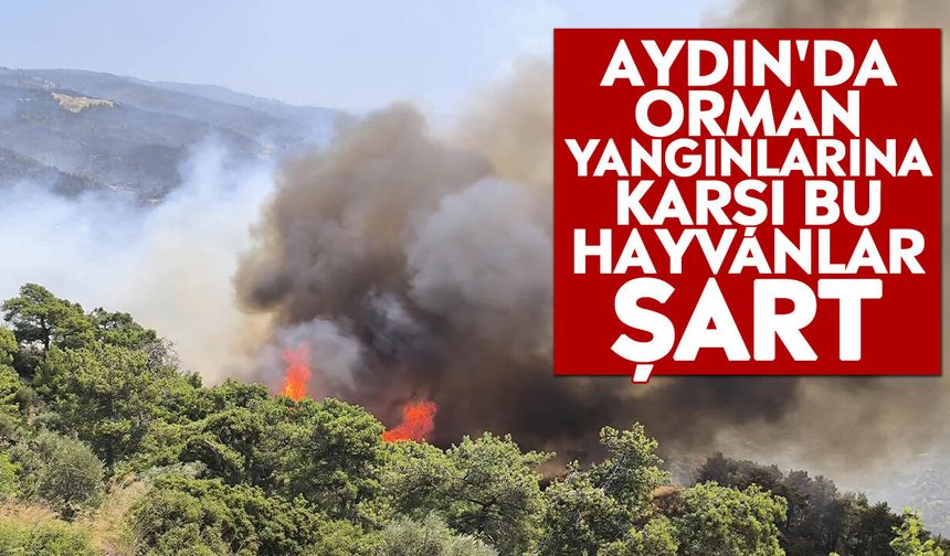 Aydın'da orman yangınlarına karşı bu hayvanlar şart