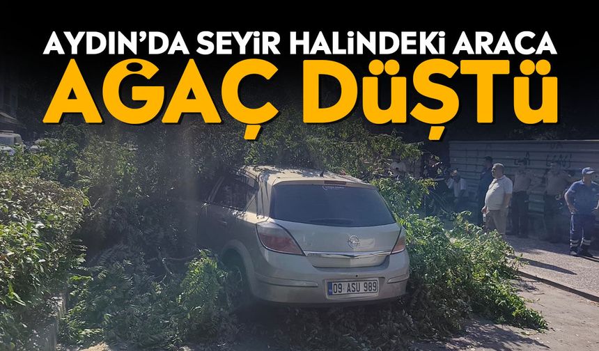 Aydın’da seyir halindeki araca ağaç düştü