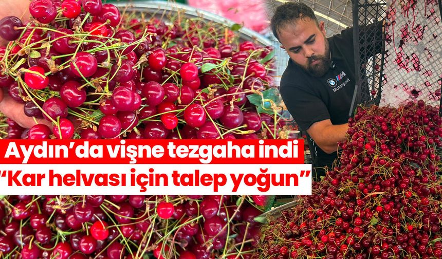 Aydın’da vişne tezgaha indi