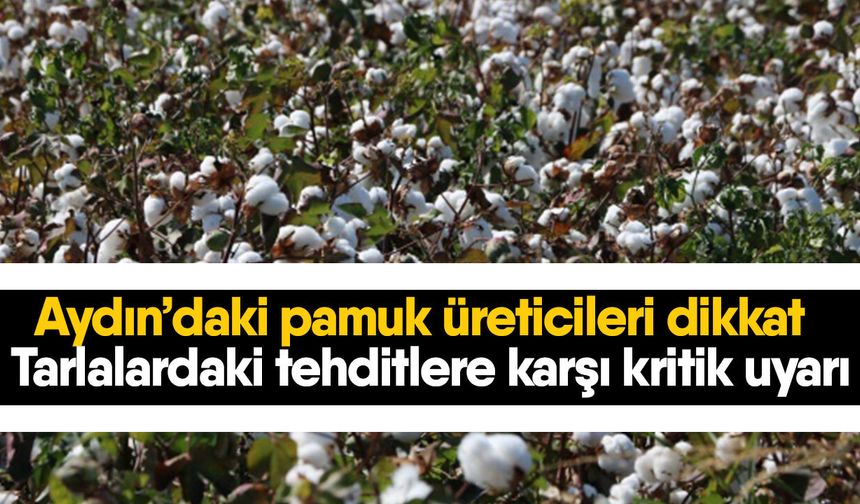 Aydın’daki pamuk üreticileri dikkat! Tarlalardaki tehditlere karşı kritik uyarı